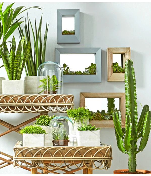 Binsenkaktus - Rhipsalis Cultivars, Verschiedene Sorten – Bild 6