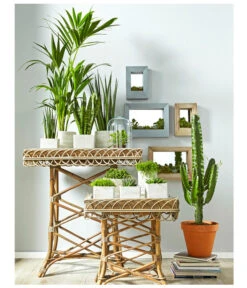 Bogenhanf - Sansevieria Cylindrica 'Mikado' -Garten im Freien 8297434 PR MO 002 KakteenSukkulentenBild1BL14 8268799 8241077 8267692 8679631 8673881 8239691 8739039