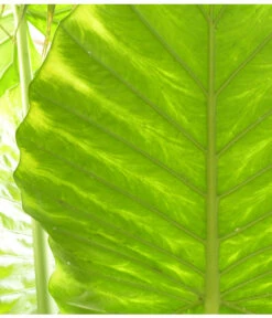 Pfeilblatt - Alocasia Portodora -Garten im Freien 8297442 PR DE 001 AlocasiaPortodoraElefantenblattPixabay
