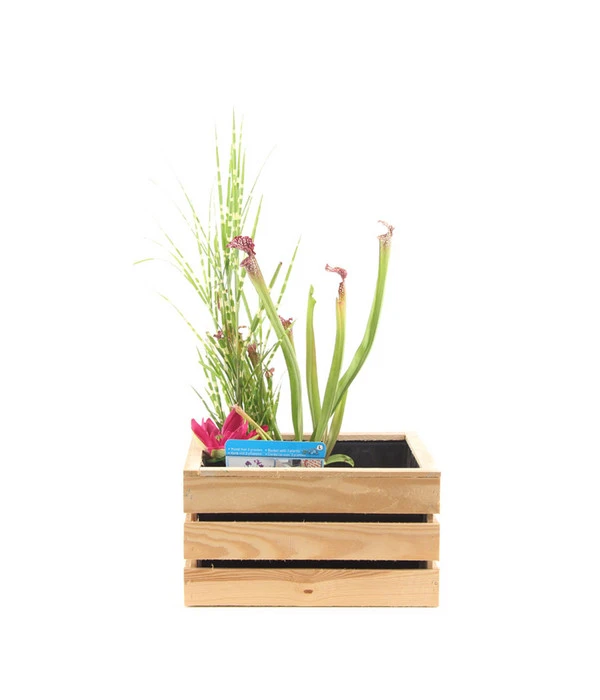 Dehner Wasserpflanzen-Arrangement 3 Dehner Wasserpflanzen-Arrangement