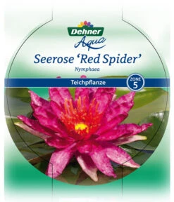 Dehner Seerose 'Red Spider' 12 Dehner Seerose 'Red Spider' -Garten im Freien 8315939 Seerose Red Spider Etikett 1 NEU