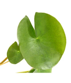 Dehner Seerose 'Red Spider' 10 Dehner Seerose 'Red Spider' -Garten im Freien 8315939 WE DE 001 SeeroseGezackteBluetenblaetterNymphaeaHybrideT14DehnerExpressHerzig