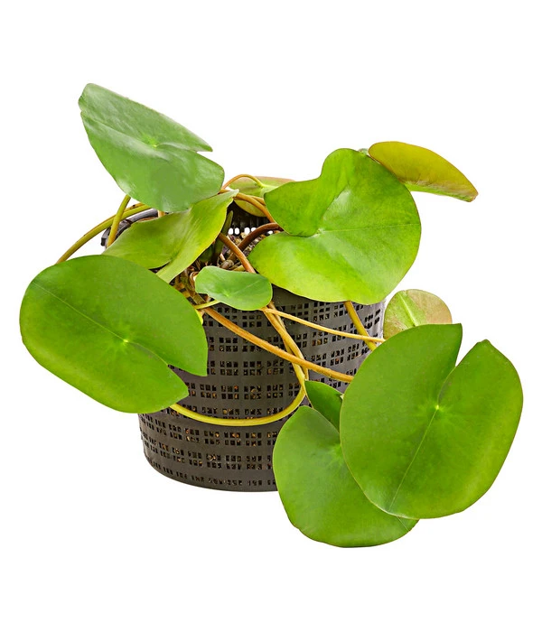 Dehner Seerose 'Red Spider' 4 Dehner Seerose 'Red Spider' – Bild 2