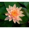 Dehner Seerose 'Sioux' -Garten im Freien 8315947 BildFS 001 SeeroseSeeroseOrangeGestBluet