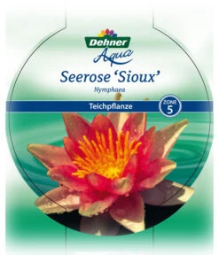 Dehner Seerose 'Sioux' -Garten im Freien 8315947 Seerose Sioux Etikett 1 NEU