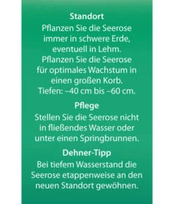 Dehner Seerose 'Sioux' -Garten im Freien 8315947 Seerose Sioux Etikett 2