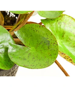 Dehner Seerose 'Sioux' -Garten im Freien 8315947 WE DE 001 SeeroseOrangeGestielteBluetenNymphaeaHybrideT14DehnerExpressHerzig