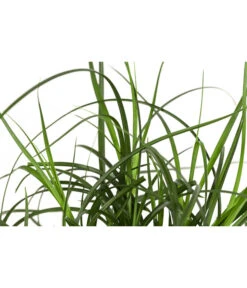 Westfälische Segge 7 Westfälische Segge -Garten im Freien 8316218 WE DE 001 CarexdivulsaSeggeT7