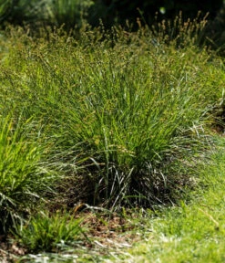 Westfälische Segge 6 Westfälische Segge -Garten im Freien 8316218 WE MO 001 CarexDivulsaWestfaelischeSeggeT7