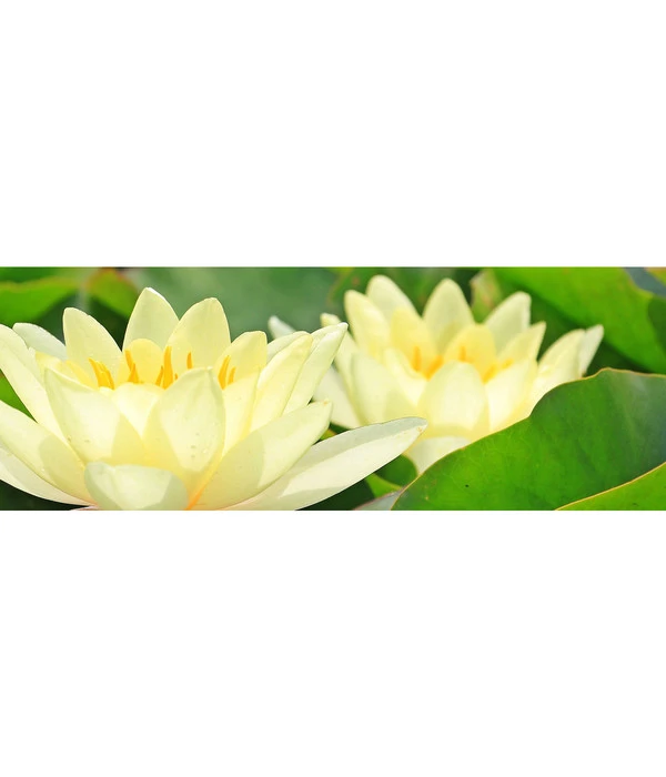 Dehner Seerose 'Chromatella' 3 Dehner Seerose 'Chromatella'