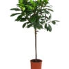Afrikanische Feige - Ficus Cyathistipula -Garten im Freien 8401077 WE FS 001 FicusCyathistipulaT23