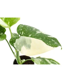 Fensterblatt - Monstera Deliciosa 'Thai Constellation', Panaschiert -Garten im Freien 8402034 WE DE 001 MonsteraThaiConstellationT6