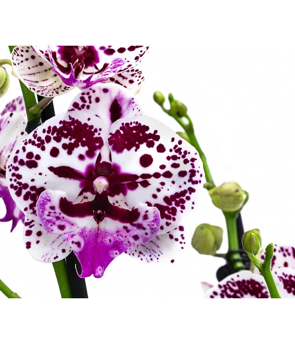 Schmetterlingsorchidee - Phalaenopsis Cultivars 'Signature Speechless Elegance' 4 Schmetterlingsorchidee - Phalaenopsis Cultivars 'Signature Speechless Elegance' – Bild 2