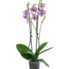 Schmetterlingsorchidee - Phalaenopsis Cultivars 'Signature Speechless Elegance' -Garten im Freien 8402372 WE FS 001 OrchideeSpeechlessElegance