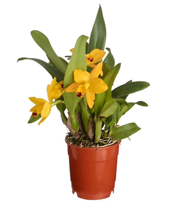 Cattleya-Orchidee - Cattleya Cultivars, Verschiedene Sorten 7 Cattleya-Orchidee - Cattleya Cultivars, Verschiedene Sorten – Bild 5