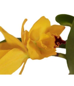 Cattleya-Orchidee - Cattleya Cultivars, Verschiedene Sorten 13 Cattleya-Orchidee - Cattleya Cultivars, Verschiedene Sorten -Garten im Freien 8403321 WE DE 001 CattleyaHybrideSunriseT12DehnerExpressZS