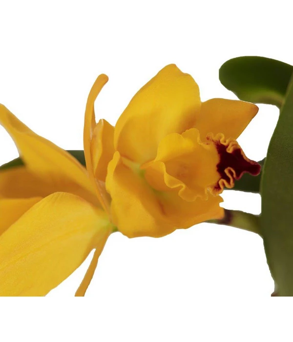 Cattleya-Orchidee - Cattleya Cultivars, Verschiedene Sorten 8 Cattleya-Orchidee - Cattleya Cultivars, Verschiedene Sorten – Bild 6