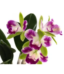 Cattleya-Orchidee - Cattleya Cultivars, Verschiedene Sorten 9 Cattleya-Orchidee - Cattleya Cultivars, Verschiedene Sorten -Garten im Freien 8403321 WE DE 001 CattleyaMixDehnerExpressHerzig