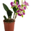 Cattleya-Orchidee - Cattleya Cultivars, Verschiedene Sorten -Garten im Freien 8403321 WE FS 001 CattleyaMixDehnerExpressHerzig