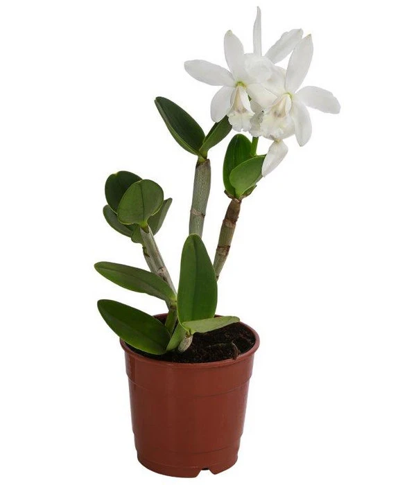 Cattleya-Orchidee - Cattleya Cultivars, Verschiedene Sorten 5 Cattleya-Orchidee - Cattleya Cultivars, Verschiedene Sorten – Bild 3