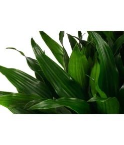 Drachenbaum - Dracaena Fragrans 'Green Jewel', Hydrokultur -Garten im Freien 8416778 WE DE 001 DracaenaFragransGreenJewelHydroT18