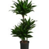 Drachenbaum - Dracaena Fragrans 'Green Jewel', Hydrokultur -Garten im Freien 8416778 WE FS 001 DracaenaFragransGreenJewelHydroT18