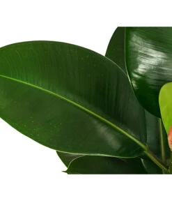 Gummibaum - Ficus Elastica 'Robusta', Hydrokultur -Garten im Freien 8416885 WE DE 002 FicusElasticaRobustaHydroT18 19Gummibaum