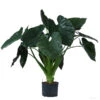 Pfeilblatt - Alocasia 'Wentii', Hydrokultur 1 Pfeilblatt - Alocasia 'Wentii', Hydrokultur -Garten im Freien 8425662 WE FS 001 AlocasiaWentii25 19H100