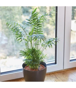 Seramis Spezialsubstrat Für Palmen, 7 L 11 Seramis Spezialsubstrat Für Palmen, 7 L -Garten im Freien 8475907 WE MO 004 SeramisPalmenGranulat7L