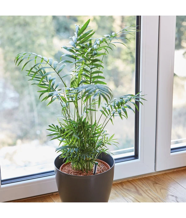 Seramis Spezialsubstrat Für Palmen, 7 L 7 Seramis Spezialsubstrat Für Palmen, 7 L – Bild 5