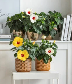 Dehner Metall-Übertopf Kody, Bauchig, Gold 12 Dehner Metall-Übertopf Kody, Bauchig, Gold -Garten im Freien 8477846 6784912 6874150 6874168 6895627 6895635 WE MO 001 Hibiskus