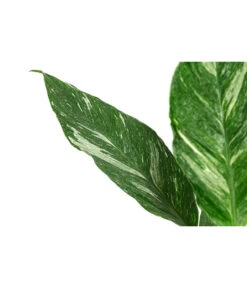 Einblatt - Spathiphyllum 'Diamond' -Garten im Freien 8486144 WE DE 001 SpathiphyllumDiamondT15