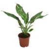 Einblatt - Spathiphyllum 'Diamond' 1 Einblatt - Spathiphyllum 'Diamond' -Garten im Freien 8486144 WE FS 002 SpathiphyllumDiamondT15