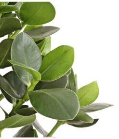 Rosafarbener Balsamapfel - Clusia Major -Garten im Freien 8507733 WE DE 001 RosafarbenerBalsamapfelClusiaMajorT17DehnerExpressHerzig