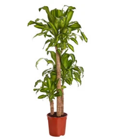 Drachenbaum - Dracaena Fragrans 'Massangeana'