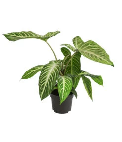 Goldnarbe - Xanthosoma Lindenii 'Angel Wings'