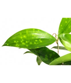 Drachenbaum - Dracaena Surculosa, Hydrokultur -Garten im Freien 8536179 WE DE 001 DracaenaSurculosaVerzweigterDrachenbaumHydroT13 DehnerExpressHerzig