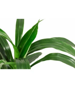 Drachenbaum - Dracaena 'Janet Lind', Hydrokultur -Garten im Freien 8536286 WE DE 001 DracaenaJanetLindKoepfe2PPDrachenbaumHydroT15
