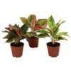 Buntblättriger Kolbenfaden-Set - Aglaonema Commutatum, 3-teilig -Garten im Freien 8561581 WE FS 001 Aglaonema3SetT12