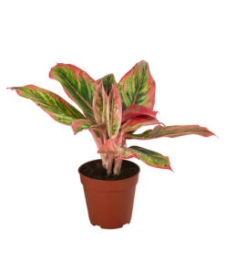 Buntblättriger Kolbenfaden-Set - Aglaonema Commutatum, 3-teilig -Garten im Freien 8561581 WE FS 002 Aglaonema3SetT12