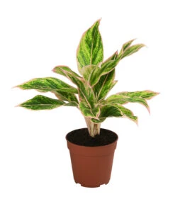 Buntblättriger Kolbenfaden-Set - Aglaonema Commutatum, 3-teilig -Garten im Freien 8561581 WE FS 003 Aglaonema3SetT12
