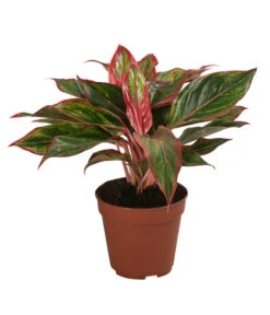 Buntblättriger Kolbenfaden-Set - Aglaonema Commutatum, 3-teilig -Garten im Freien 8561581 WE FS 004 Aglaonema3SetT12