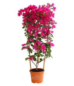 Drillingsblume 'Renate', Spalier