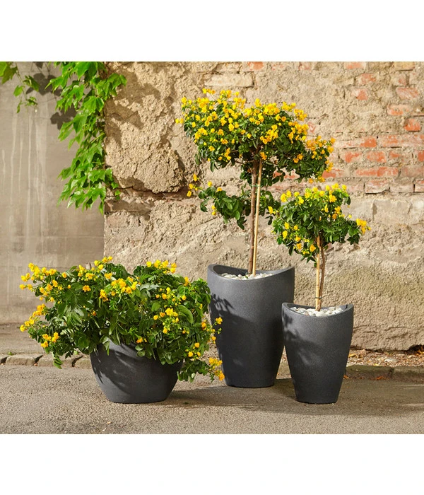 Gewürzrinde, Busch 6 Gewürzrinde, Busch – Bild 4