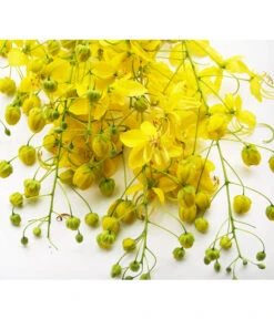 Gewürzrinde, Busch 8 Gewürzrinde, Busch -Garten im Freien 8584153 PR DE CassiaSennaGewuerzrindePixabay