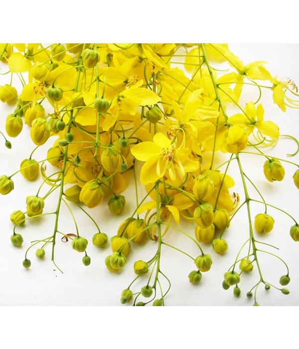 Gewürzrinde, Busch 4 Gewürzrinde, Busch – Bild 2