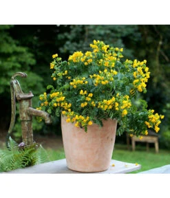 Gewürzrinde, Busch 9 Gewürzrinde, Busch -Garten im Freien 8584153 PR MO 001 CassiaSennaGewuerzrindeTerrakottaTopfRund3tlg