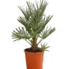 Blaue Zwergpalme -Garten im Freien 8584401 WE FS 001 ChamaeropsHumillisOWCeriferaT18DehnerExpressHerzig