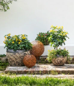 Gewürzrinde, Busch 11 Gewürzrinde, Busch -Garten im Freien 8584583 8584138 8584153 WE MO 002 PortulacSchale GC08 2022