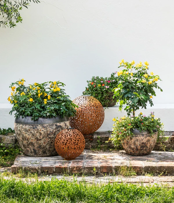 Gewürzrinde, Busch 7 Gewürzrinde, Busch – Bild 5